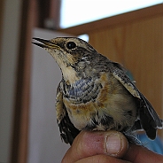 Blåhake, Sundre 20080801